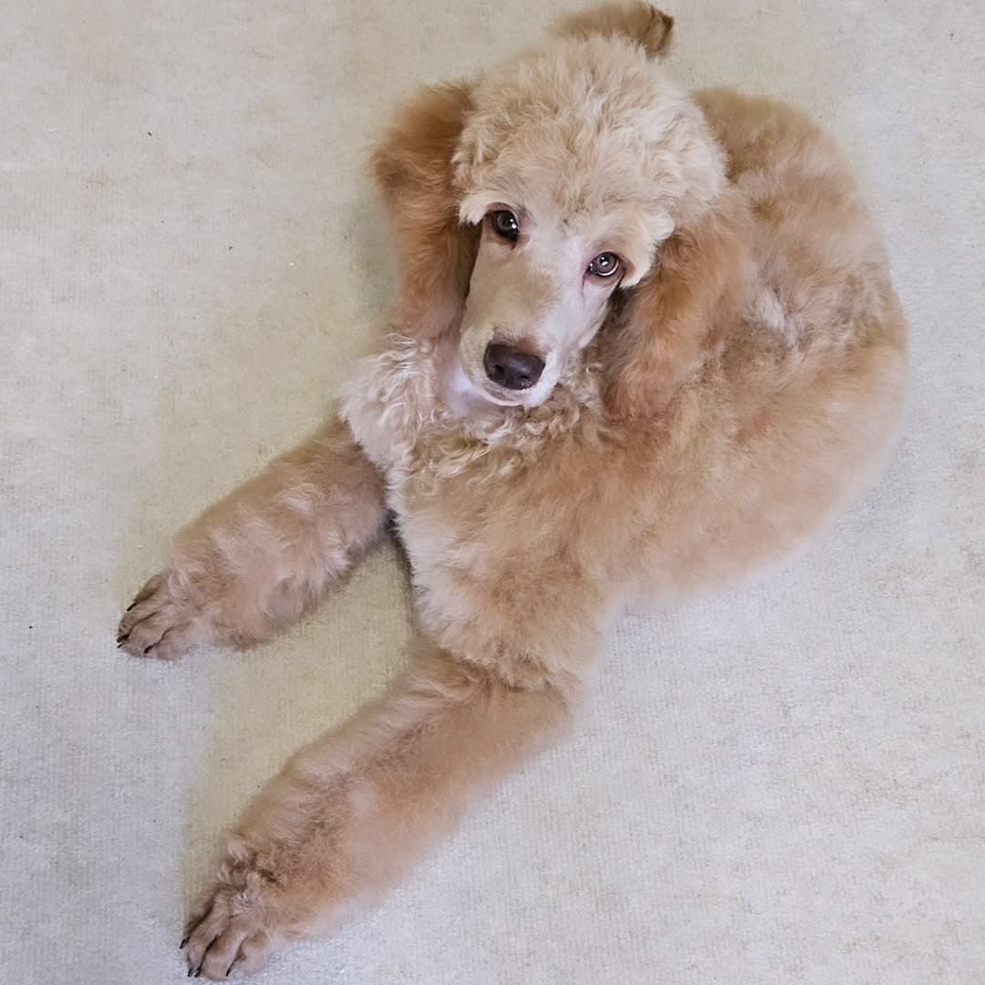 Parent dog 1