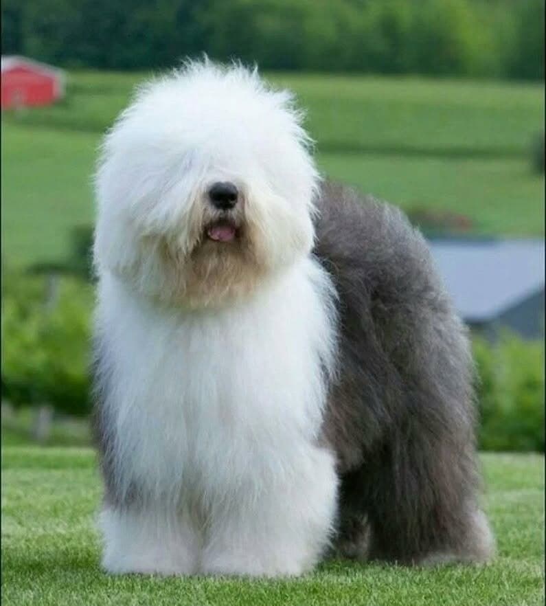 Parent dog 2