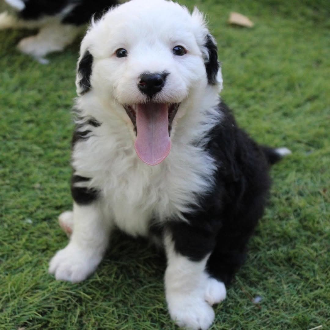 Past litter puppy 1