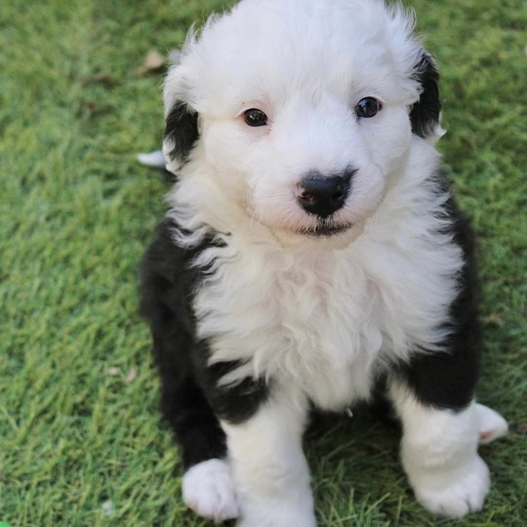 Past litter puppy 2