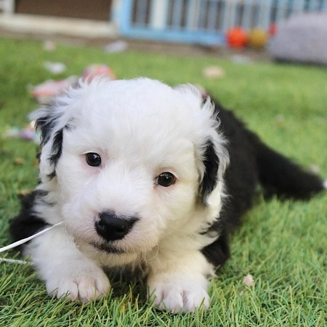 Past litter puppy 3