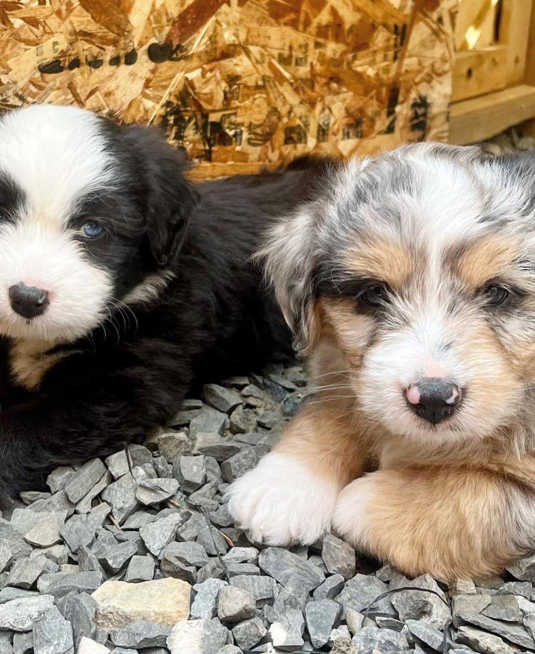 Past litter puppy 4