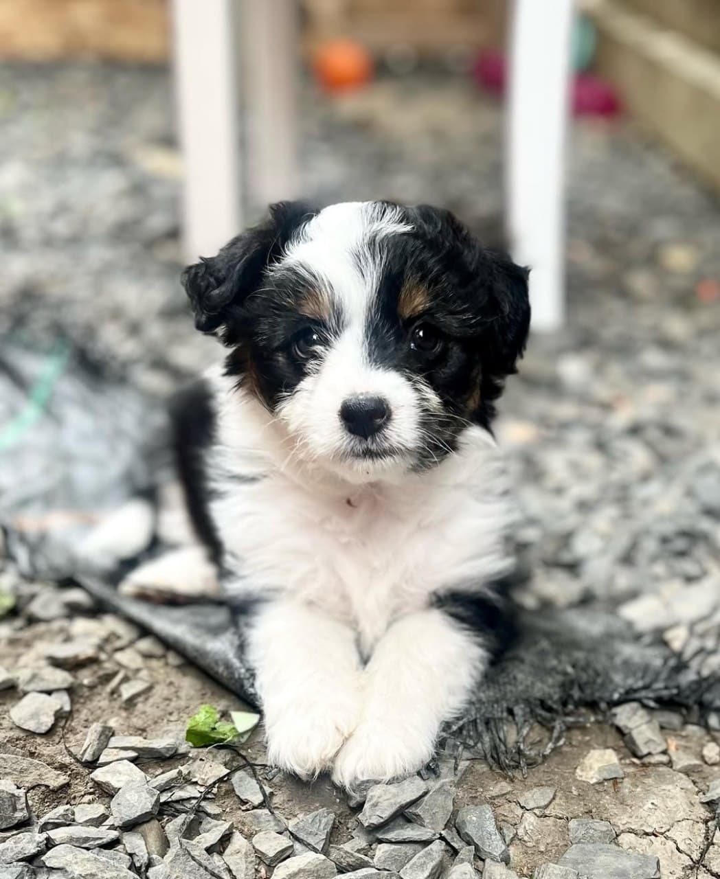 Past litter puppy 5