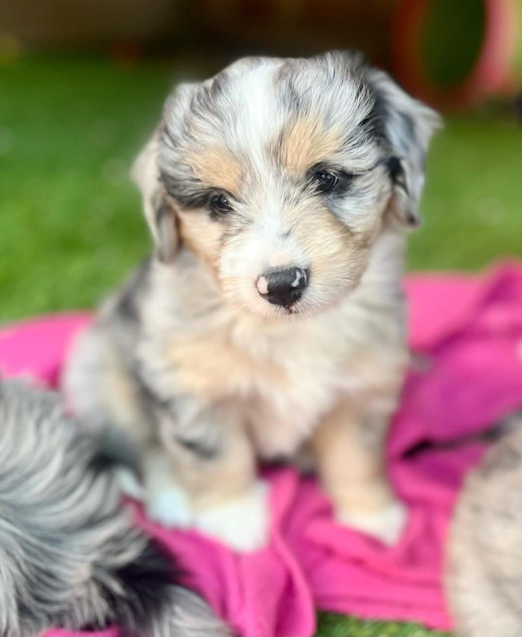 Past litter puppy 6