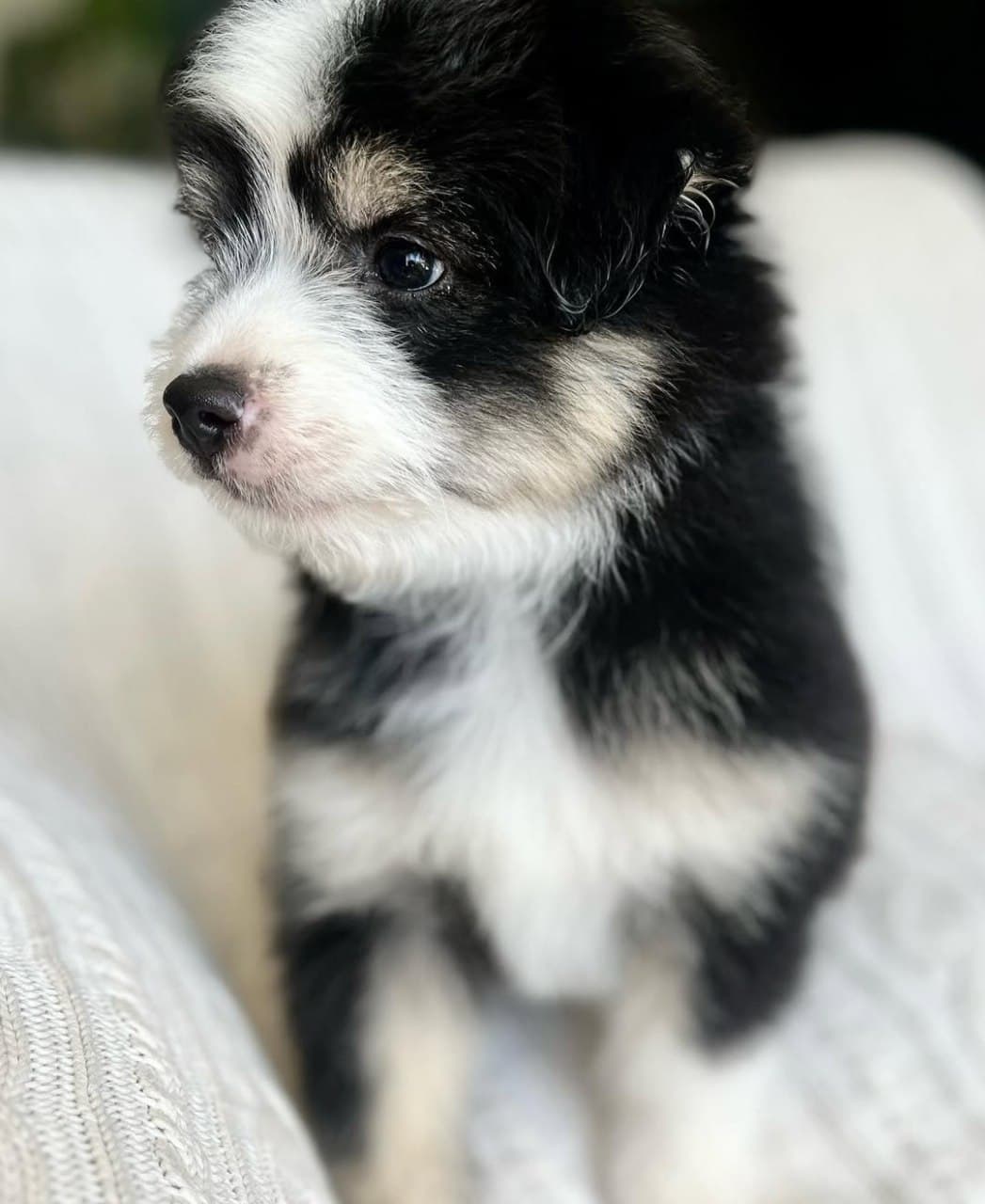 Past litter puppy 7