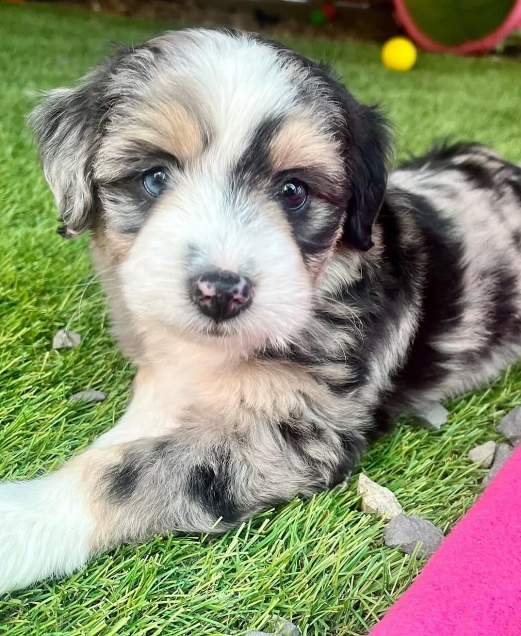 Past litter puppy 8
