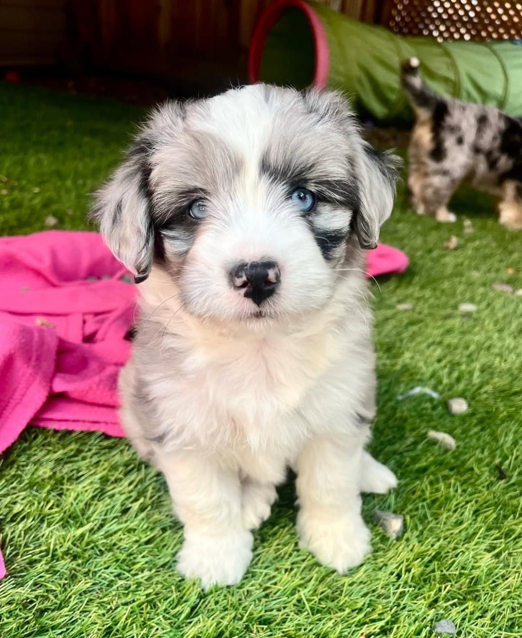 Past litter puppy 9