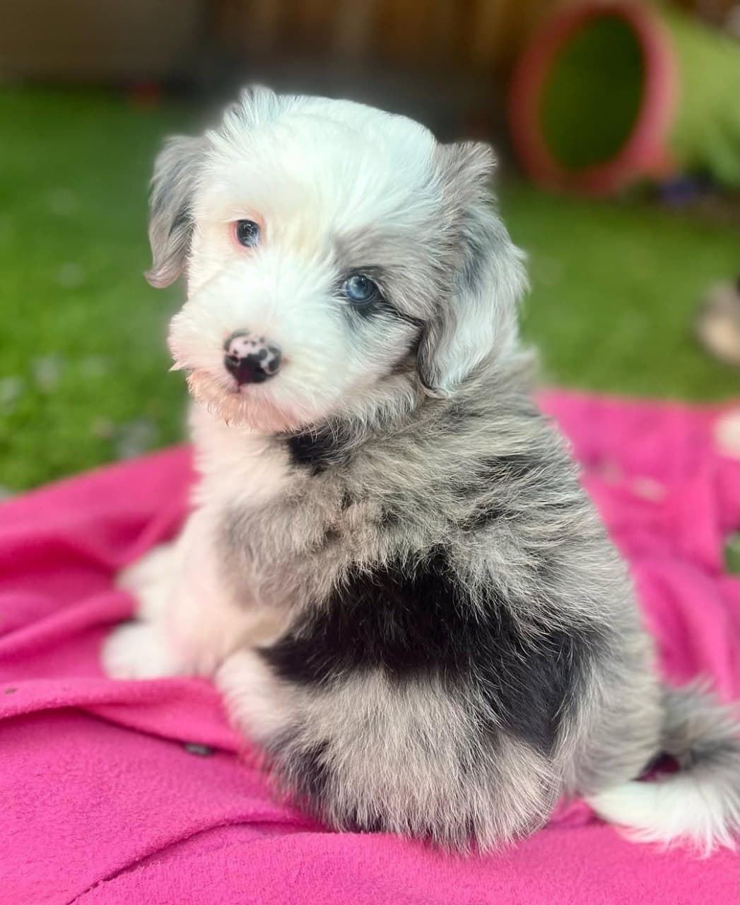 Past litter puppy 10