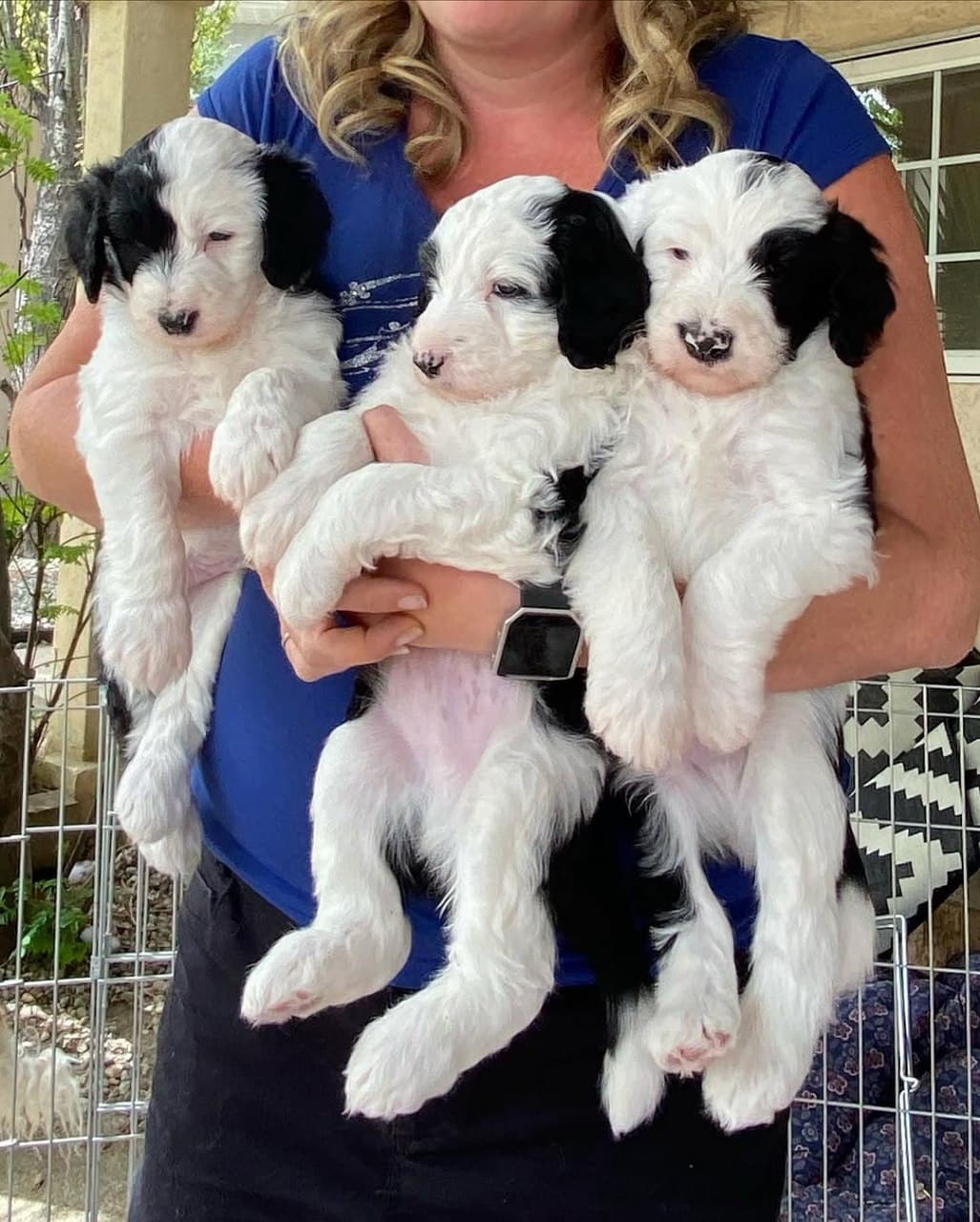 Past litter puppy 12