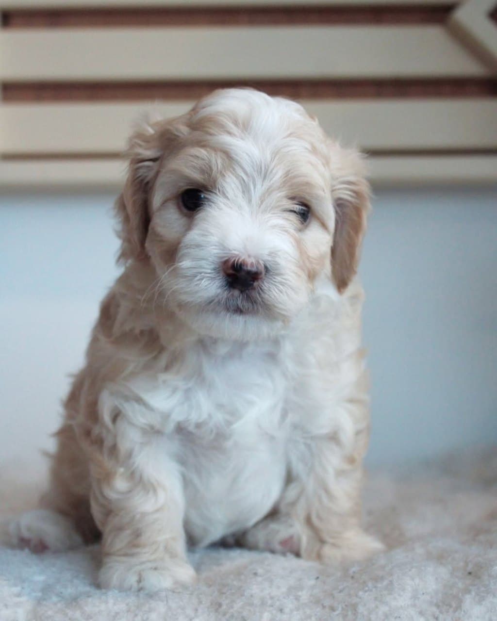 Jasper - Cream & Apricot Sheepadoodle puppy