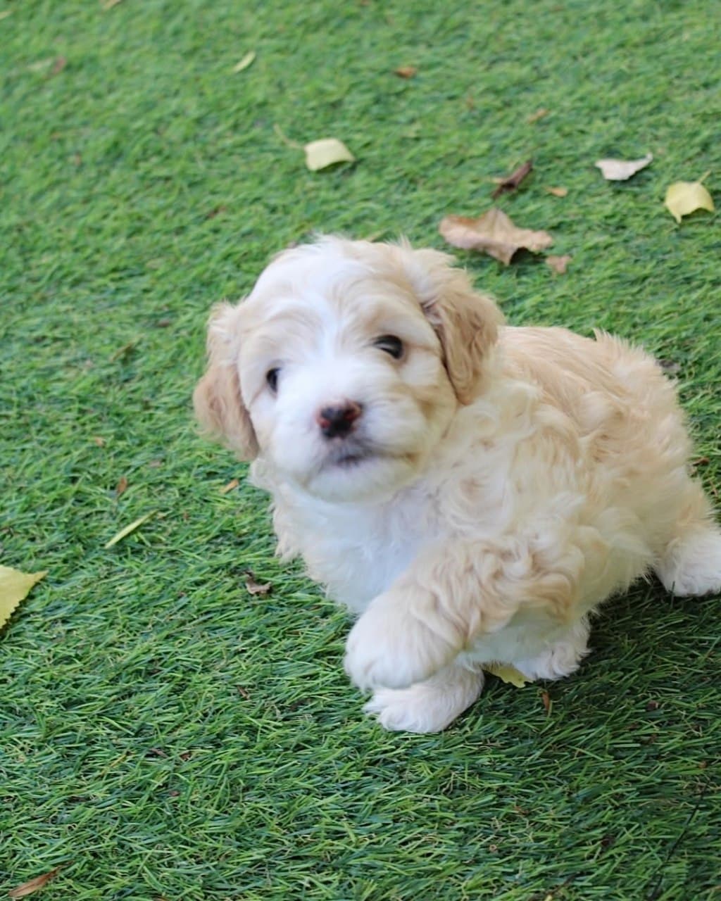 Jasper photo 5
