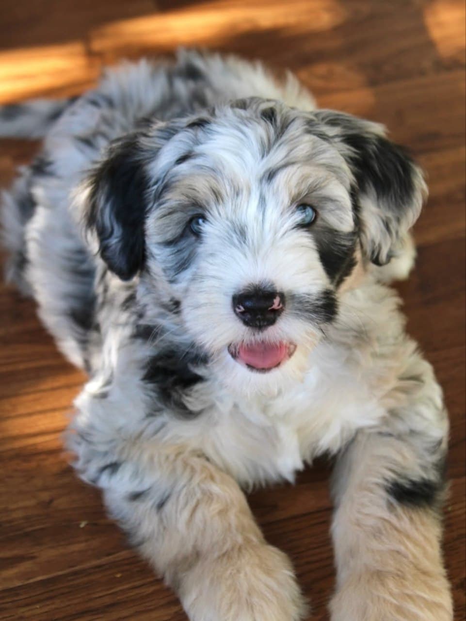 Milo - Black & White Parti Sheepadoodle puppy