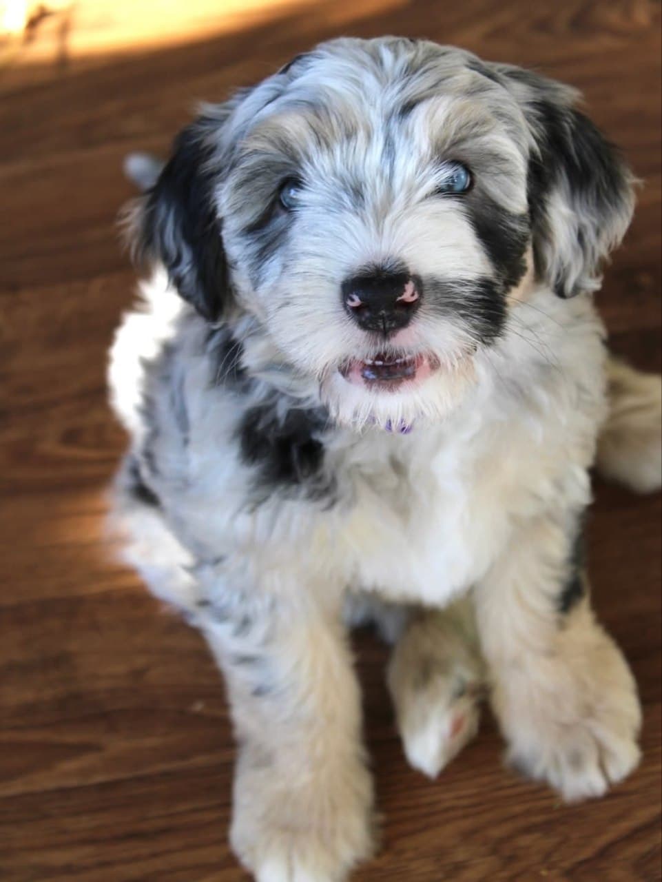 Milo photo 3