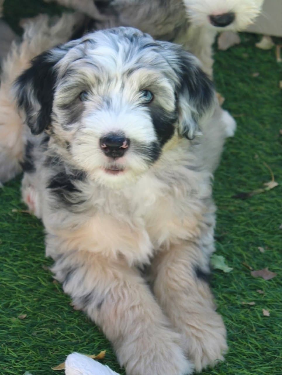 Milo photo 5