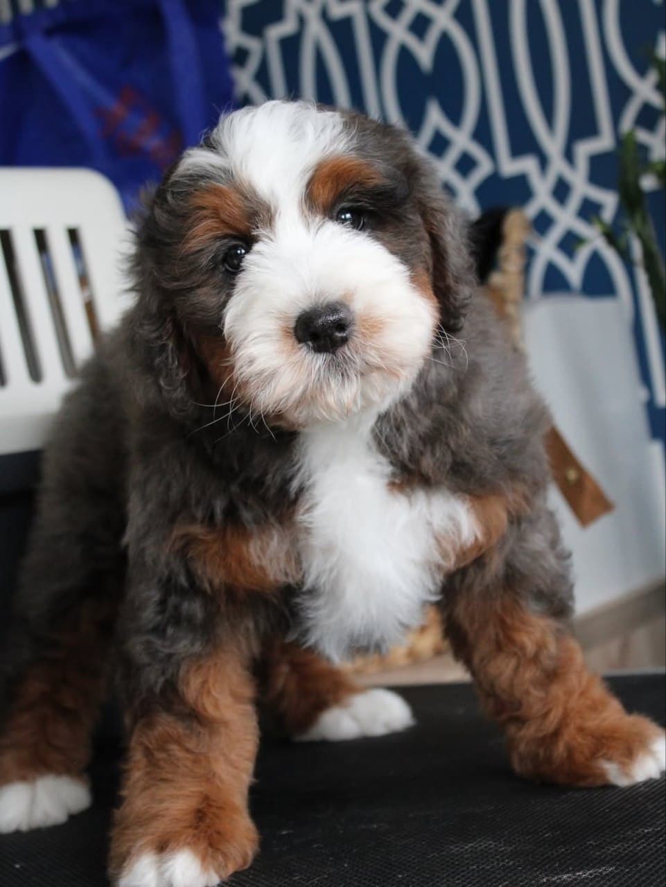Tri-color Sheepadoodle puppy