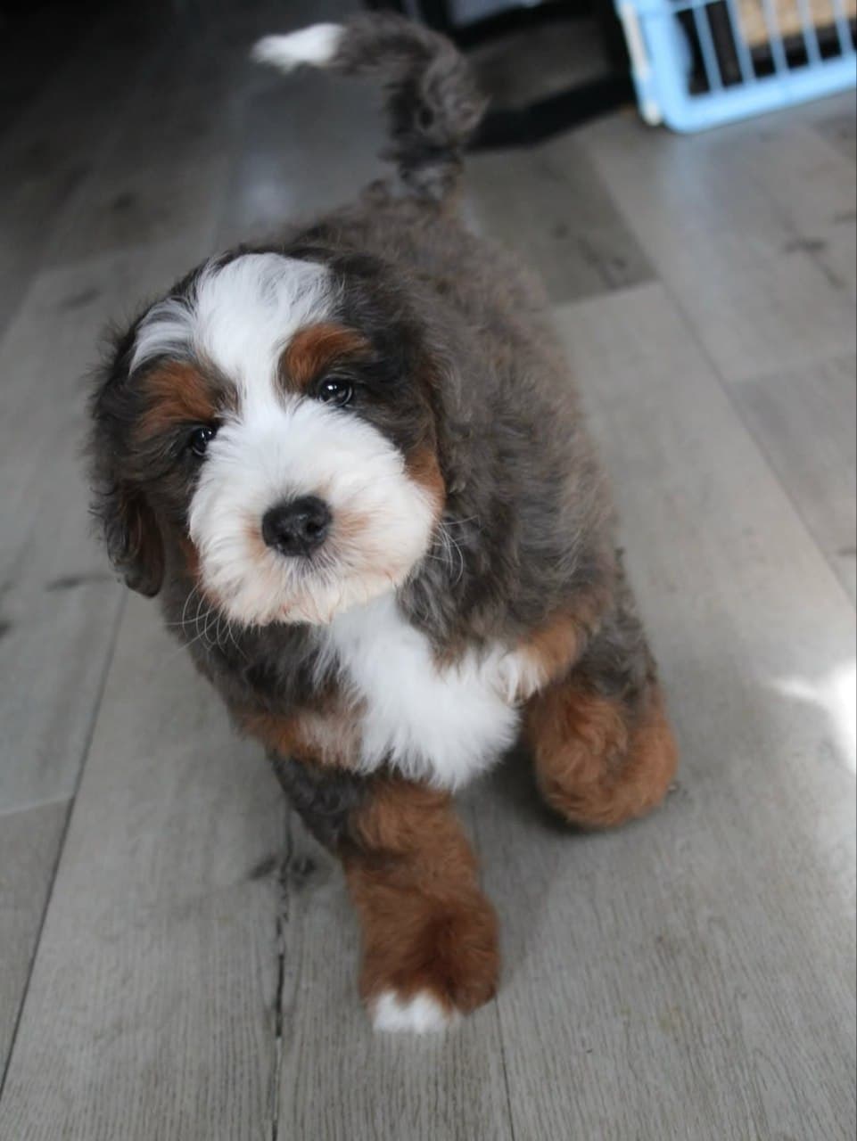 Luna photo 3