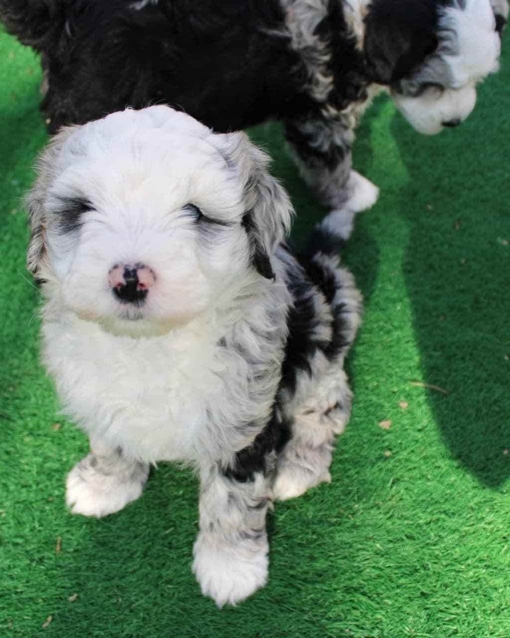 Max - Black & White Sheepadoodle puppy