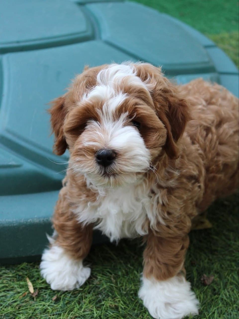 Chocolate Sheepadoodle puppy