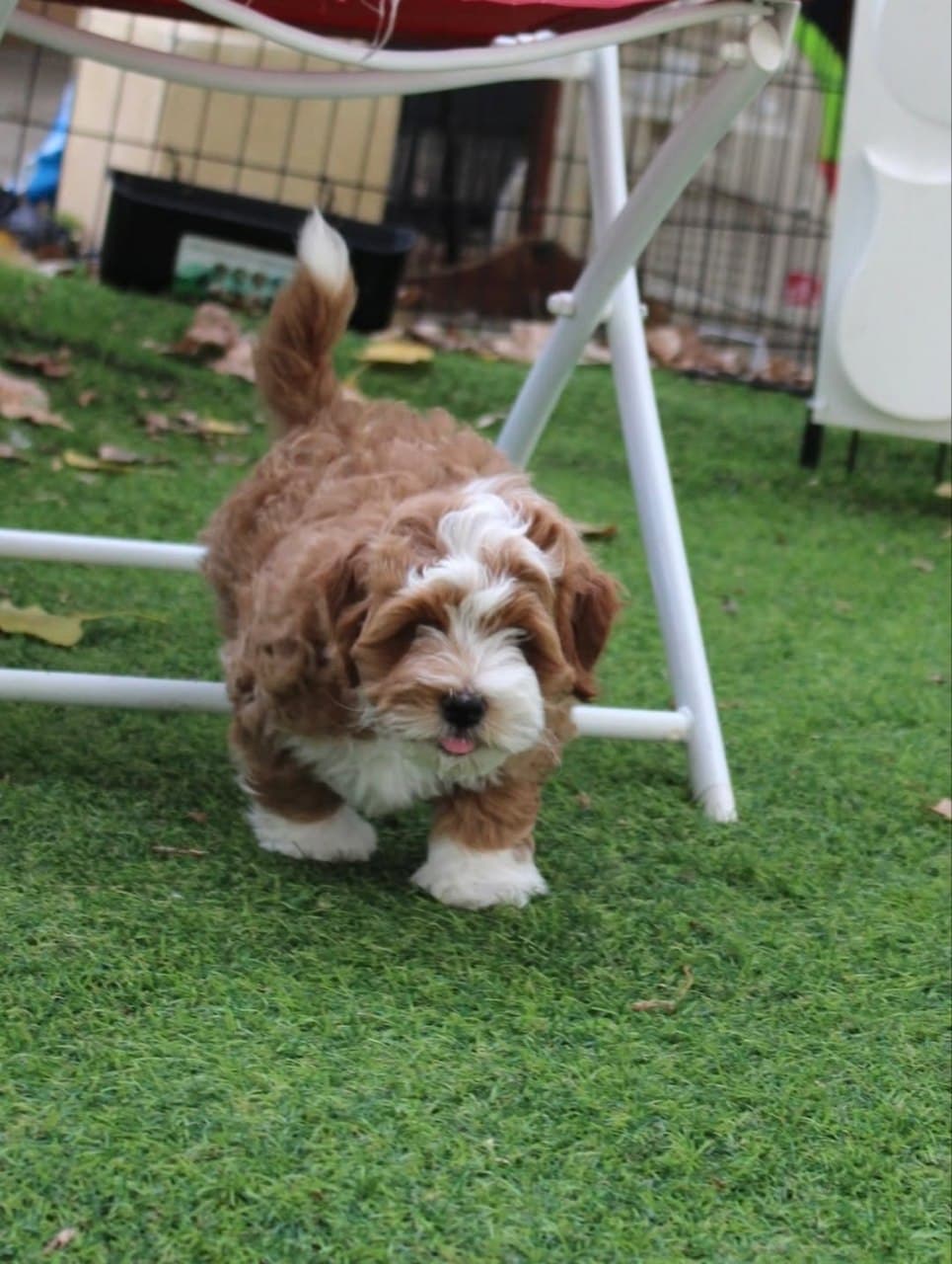 Mochi photo 2