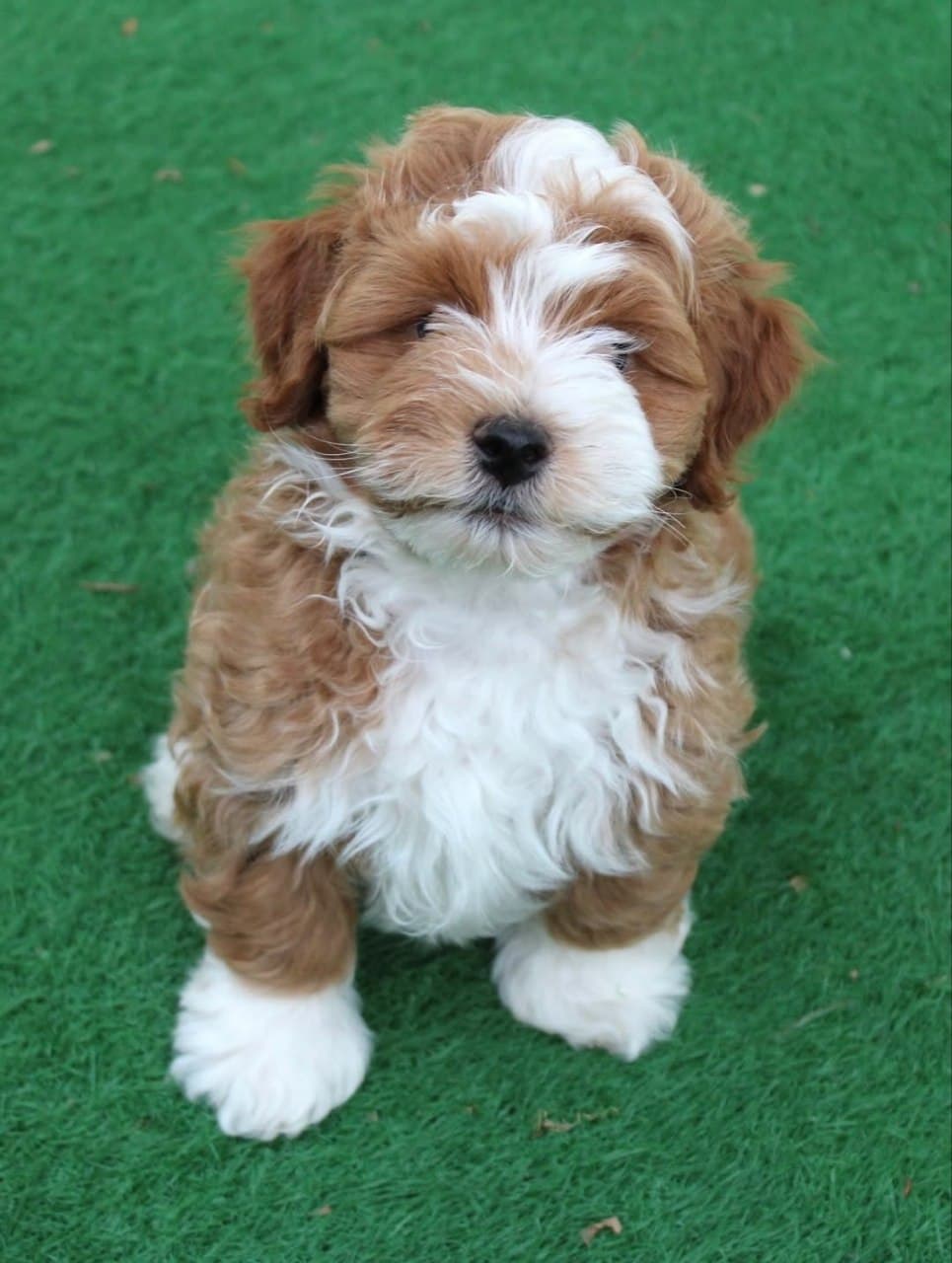 Mochi photo 5