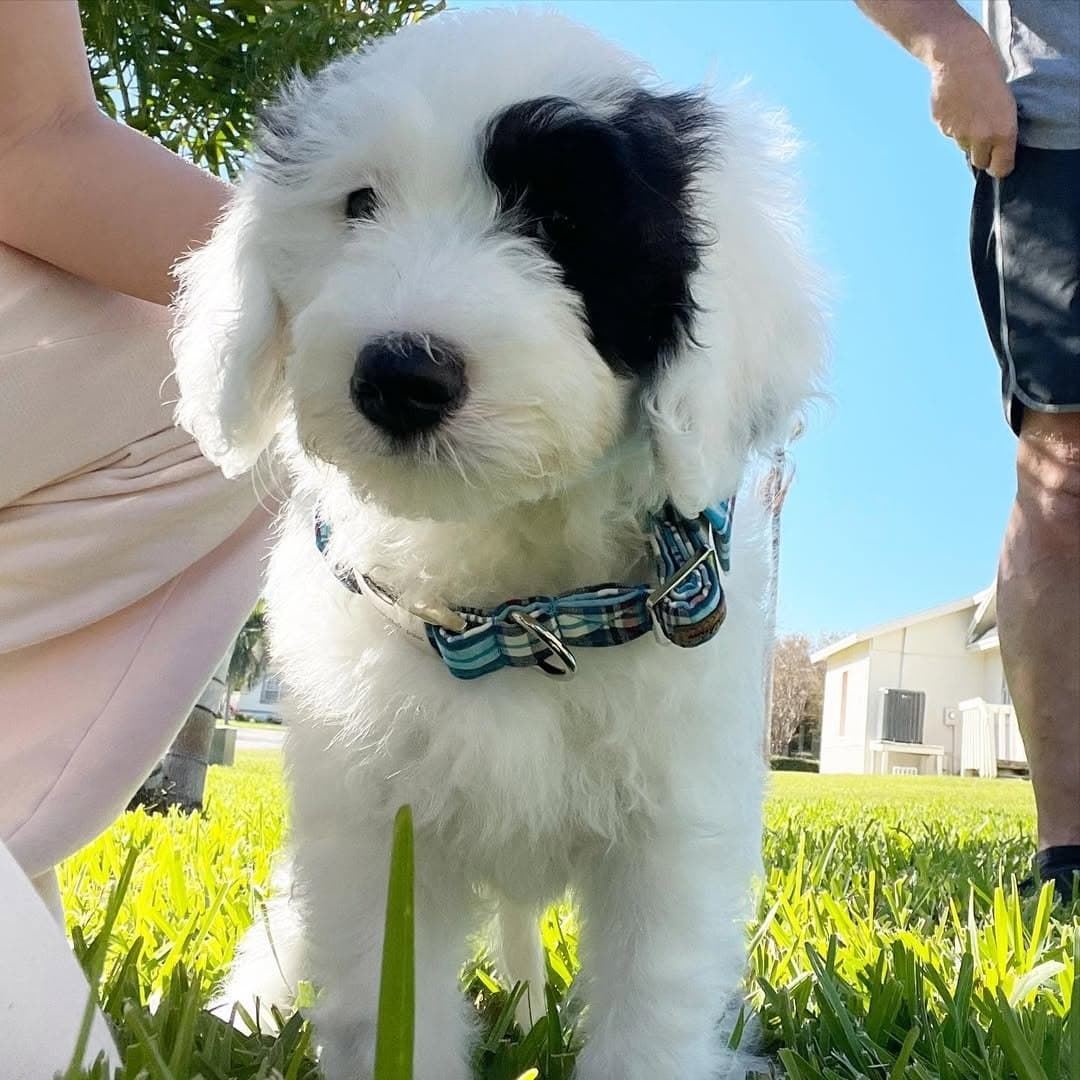 Molly - Cream & White Sheepadoodle puppy for sale
