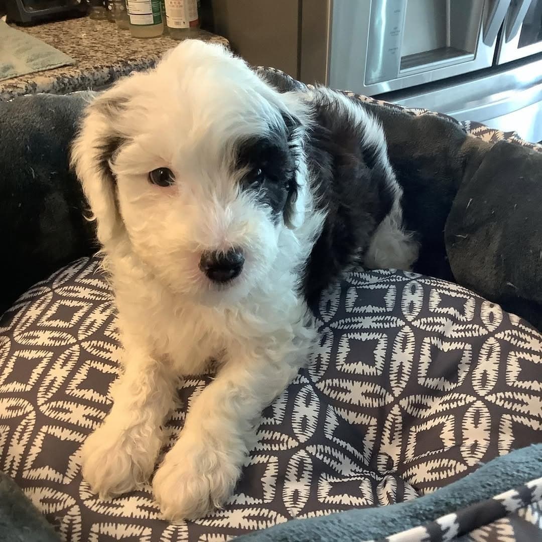 Molly photo 3