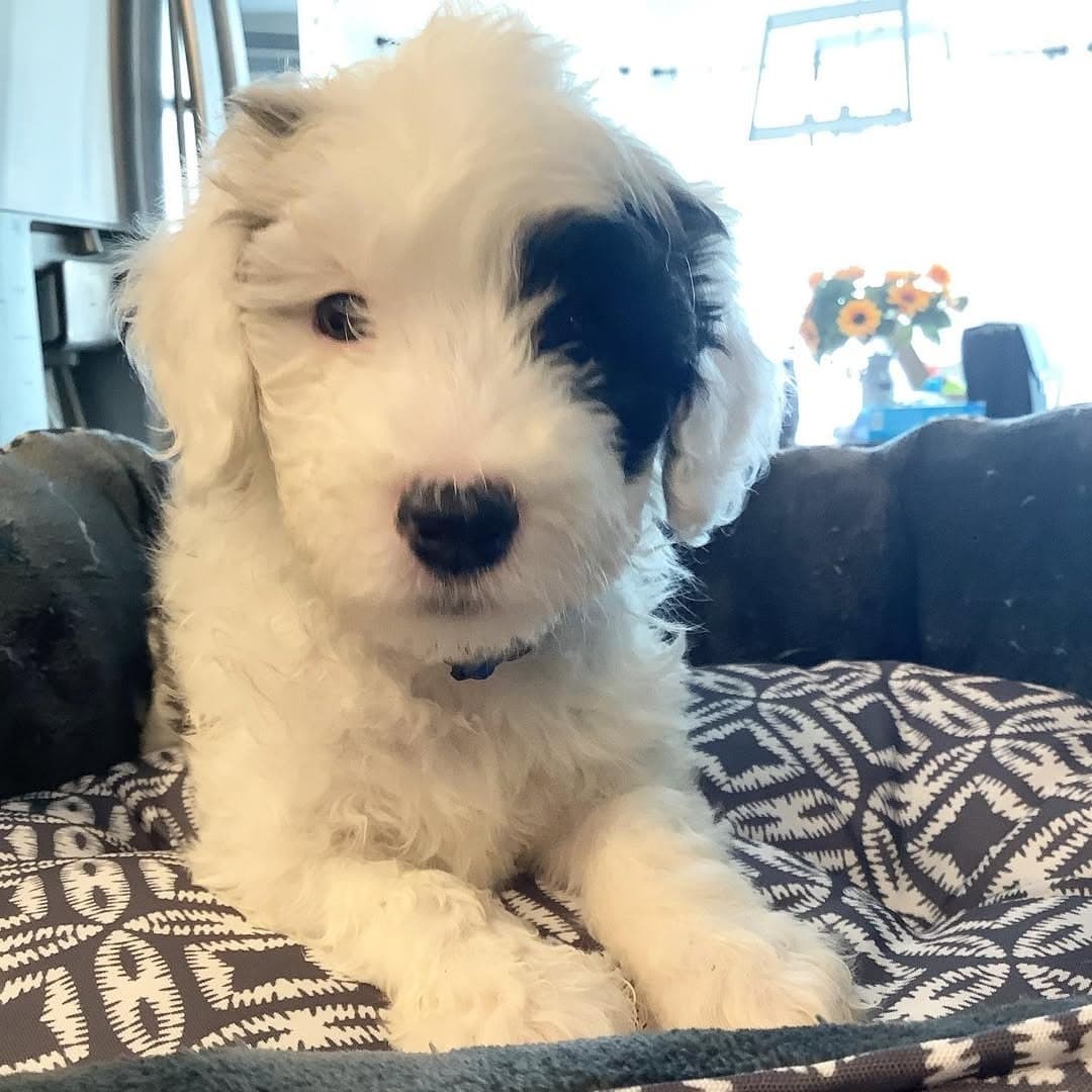 Molly photo 4