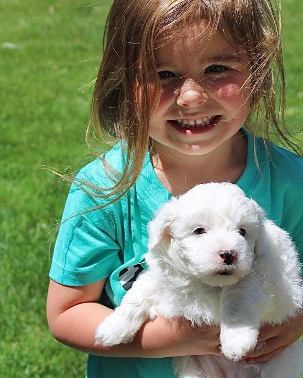 Reserved - Black & White Sheepadoodle puppy for sale