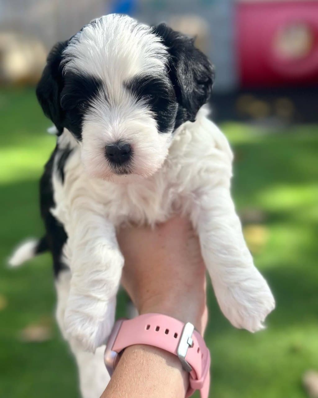 Rosie - Black & White Sheepadoodle puppy for sale