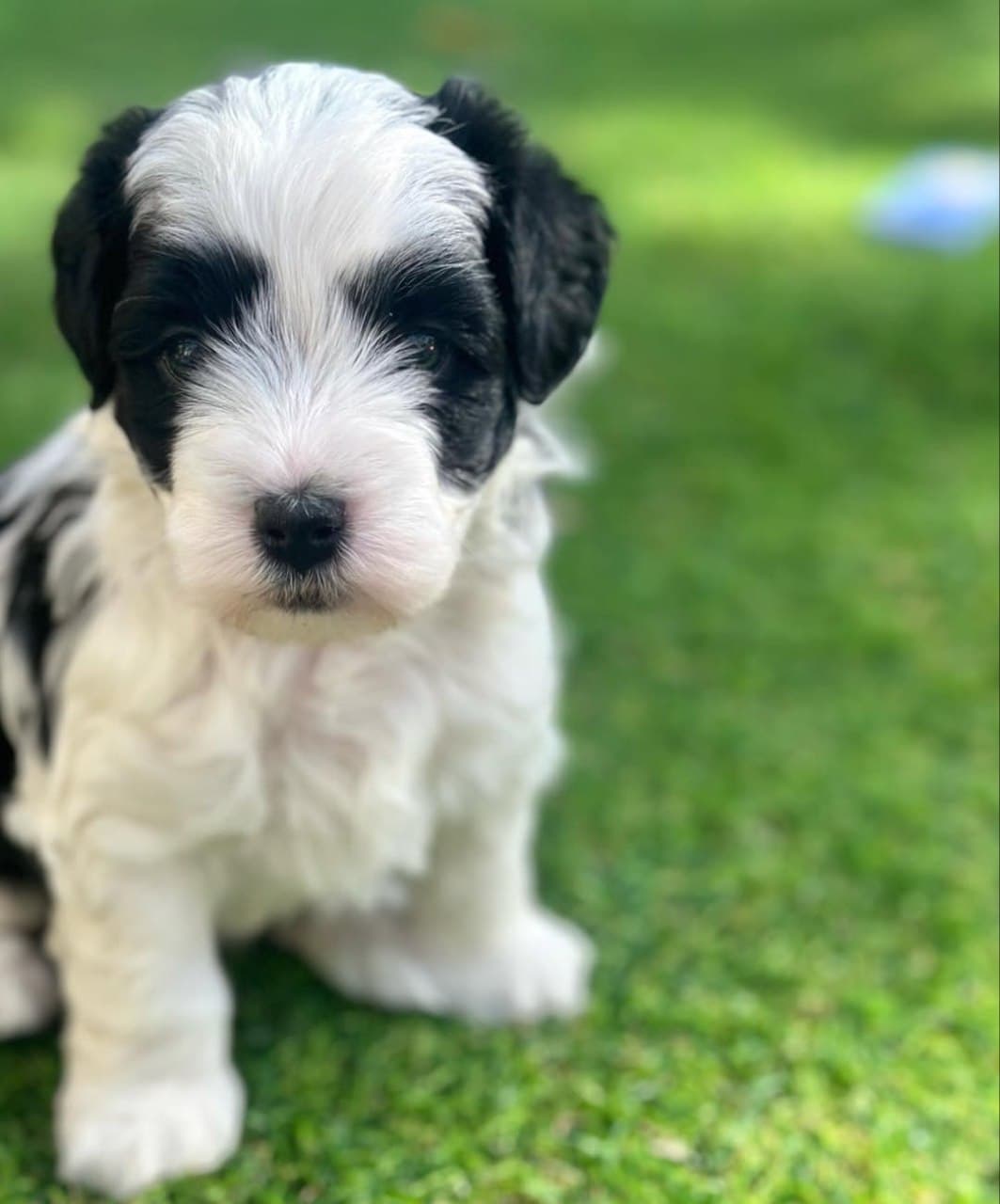 Sheepadoodle puppy playing