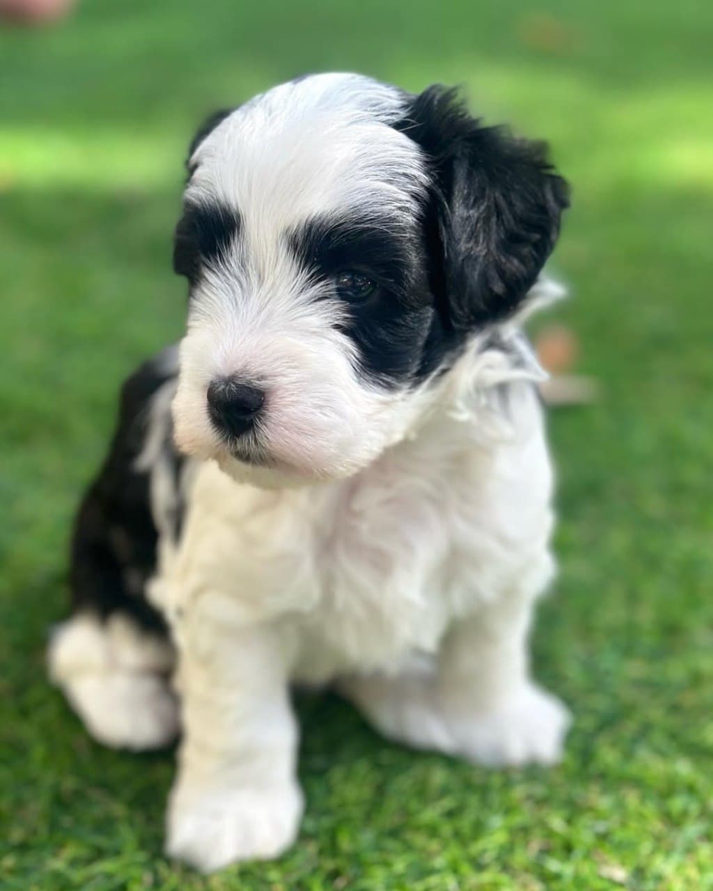 Rosie photo 3