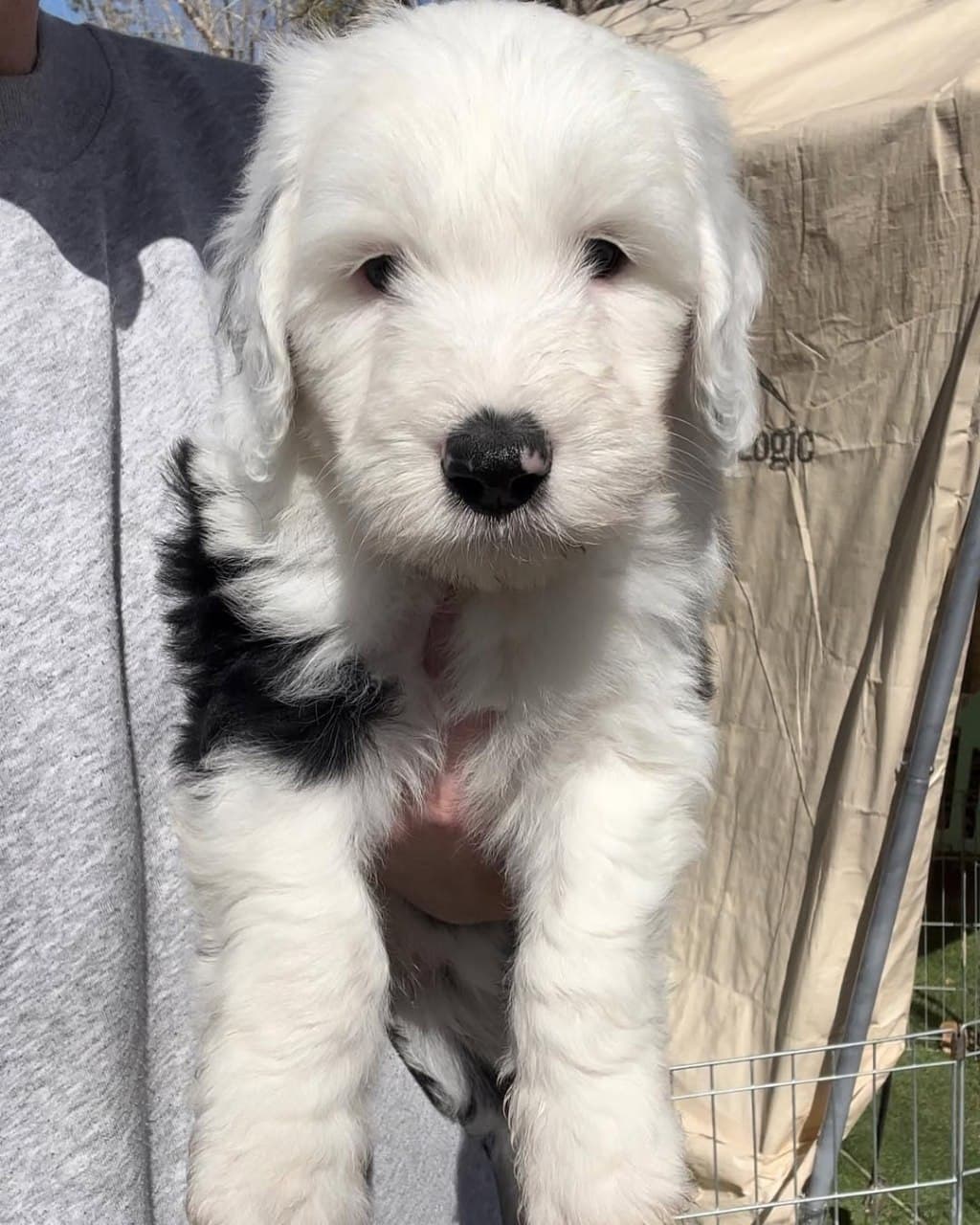 Scout photo 2