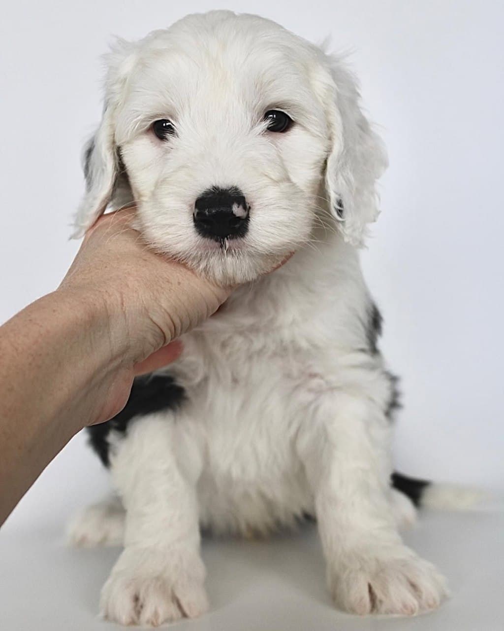 Scout photo 5