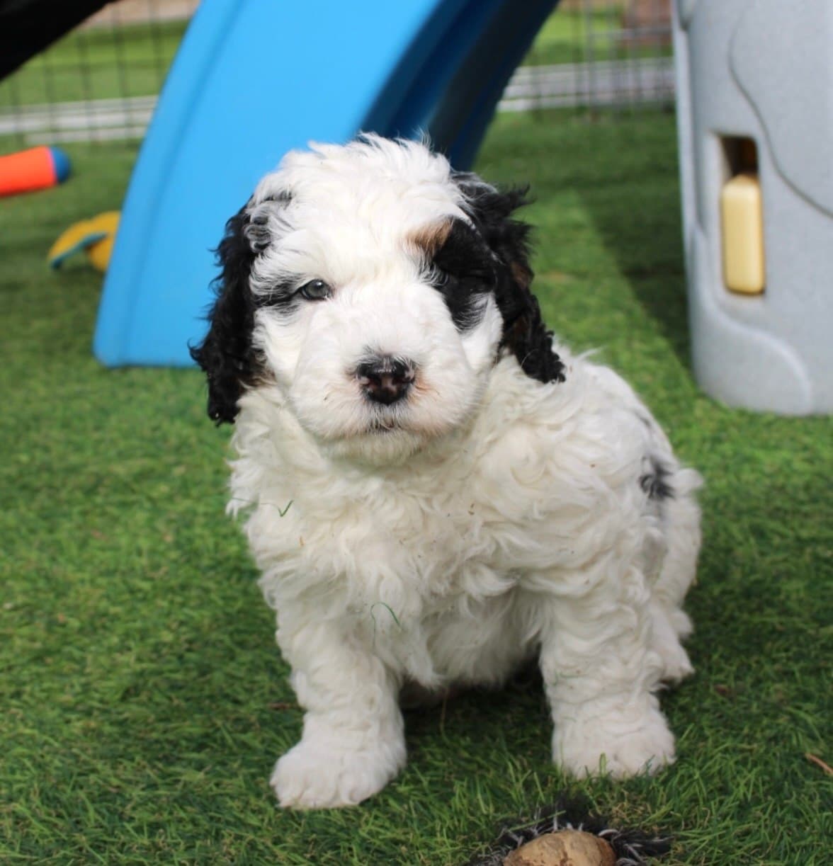 Simba - Golden & White Sheepadoodle puppy for sale
