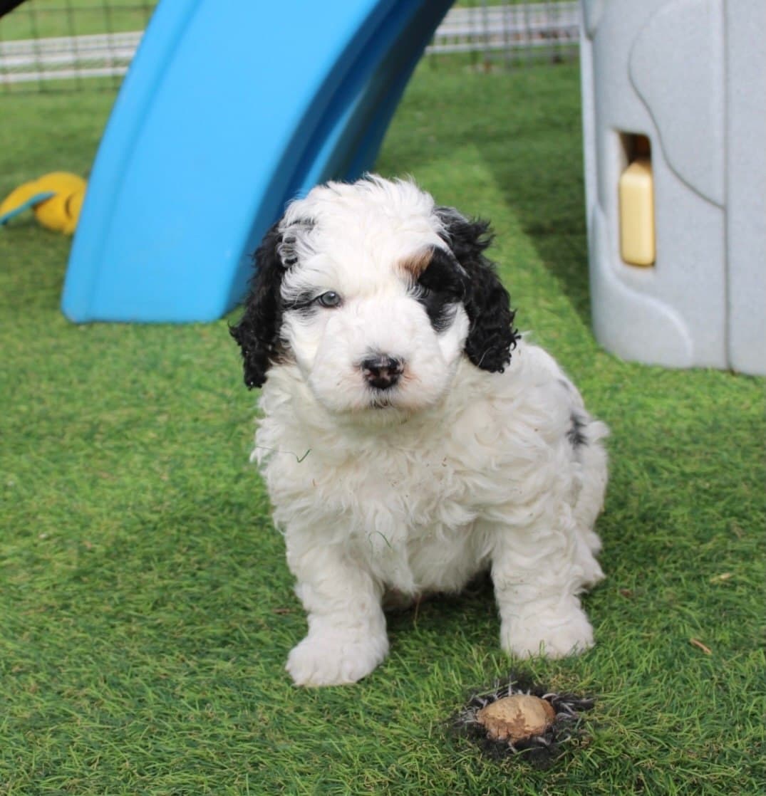 Happy Sheepadoodle puppy waiting for a family