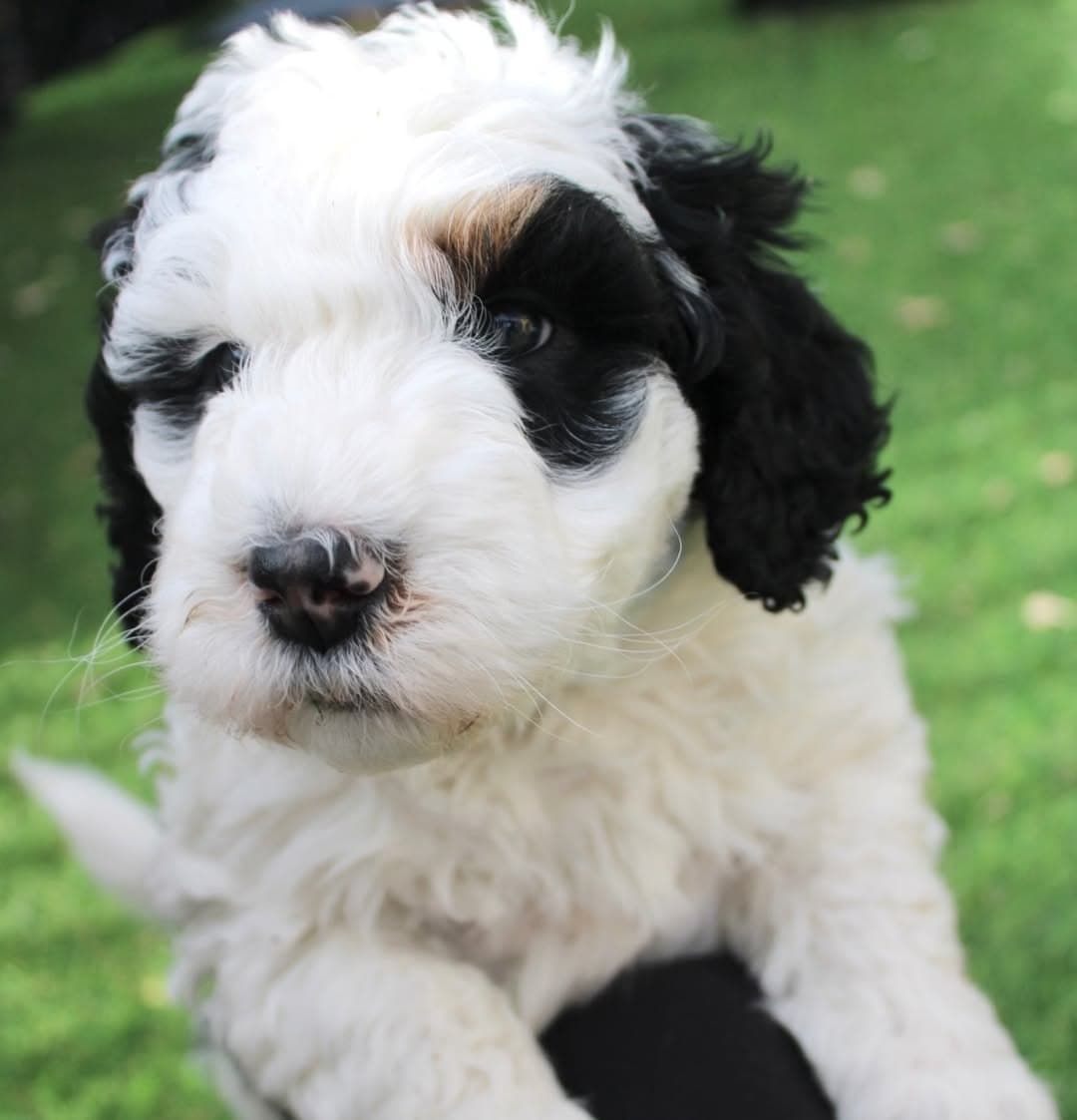 Our Sheepadoodle family