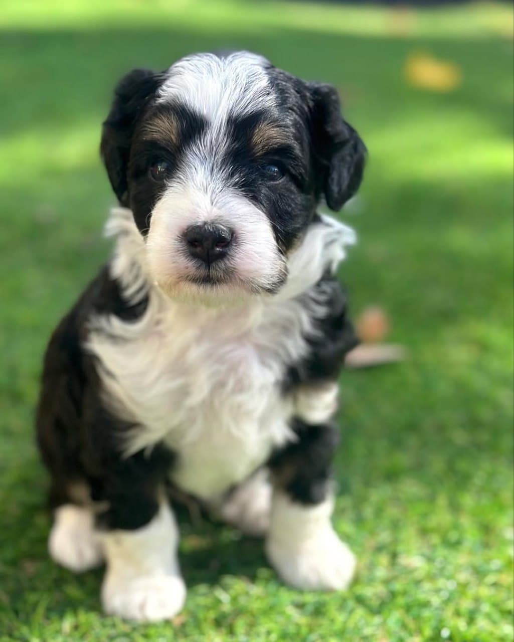 Willow - Black & White Sheepadoodle puppy for sale