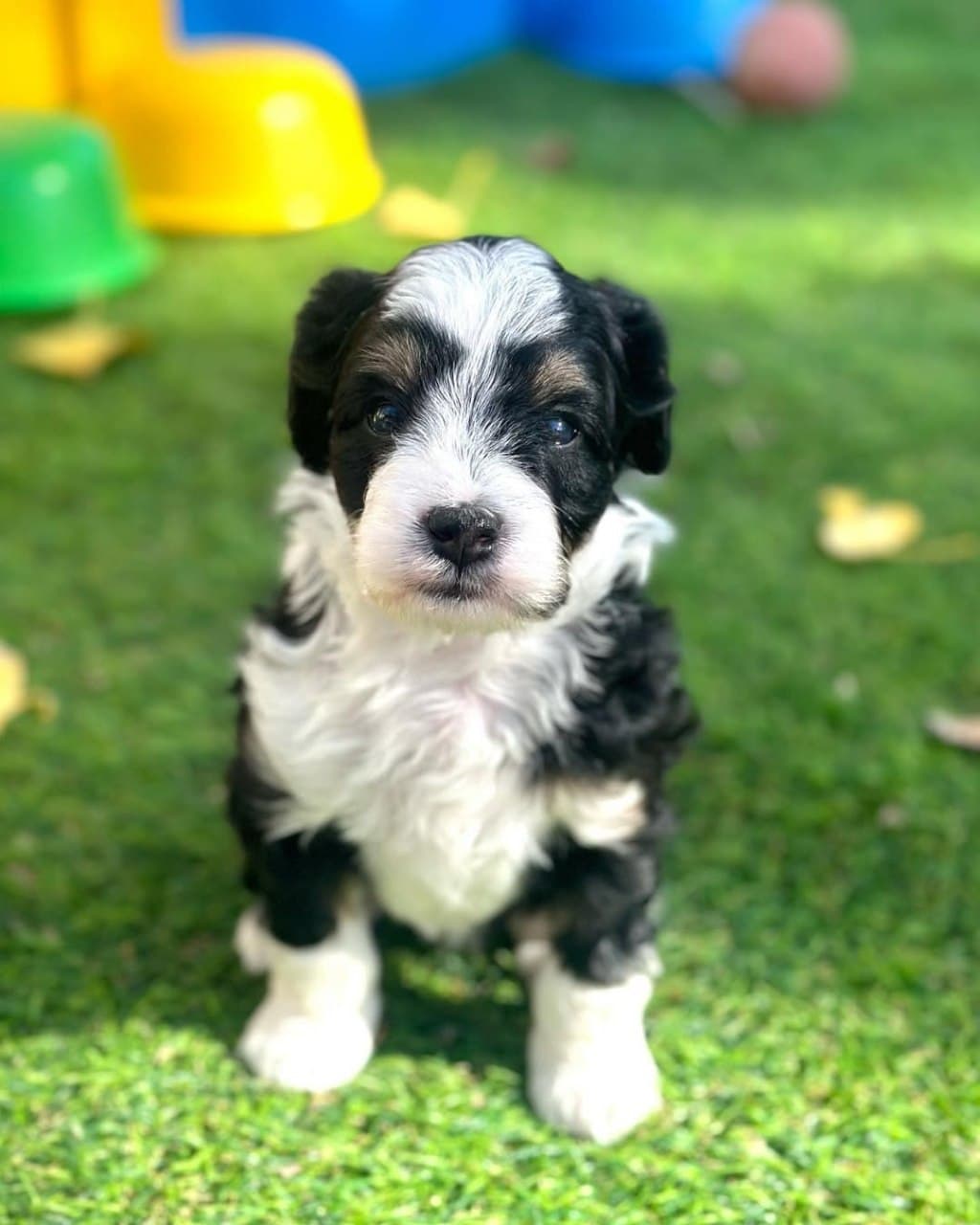 Willow the Sheepadoodle